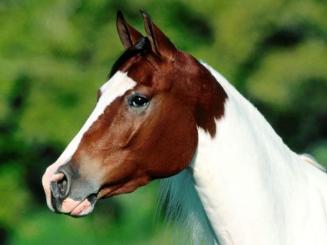 lovak_horse0051.jpg
