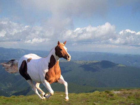 lovak_horse0061.jpg