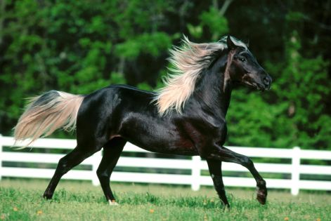 lovak_horse0371.jpg