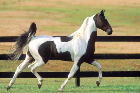 lovak_horse0391.jpg