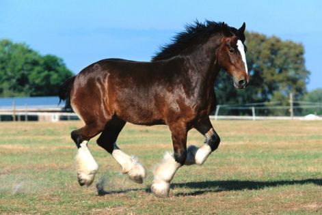 lovak_horse0441.jpg