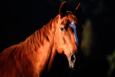 lovak_horse0541.jpg