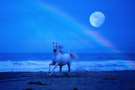 lovak_horse0551.jpg