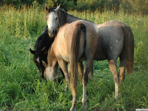 lovak_horse0881.jpg
