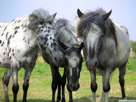 lovak_horse0891.jpg