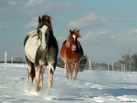 lovak_horse0901.jpg